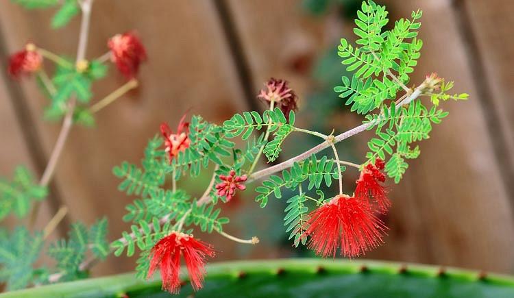 Calliandra californica, Baja Fairy Duster, Red Fairy Duster, Flame Bush, Red Flowers, Drought tolerant flowers, Drought tolerant shrubs